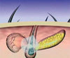 Hair Grow Max 2x1 a 214 PLN